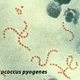 Illustration for article titled Does flesh-eating bacteria really make a meal out of you?